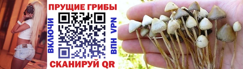 Псилоцибиновые грибы Cubensis  Купить где  Светлый 